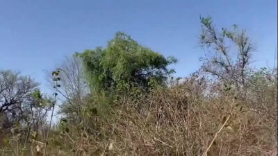 INDIAN DESI BIG ASS BEAUTIFUL GIRL FUCKED BY BIG INDIAN DICK , WHEN SHE WAS ALONE IN JUNGLE